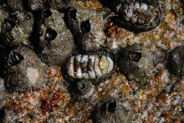藤壺可以為其他岩岸生物提供小生境，使牠們免受捕食或環境干擾。